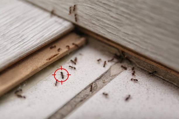 Wildlife Control Services in Lenox, IA